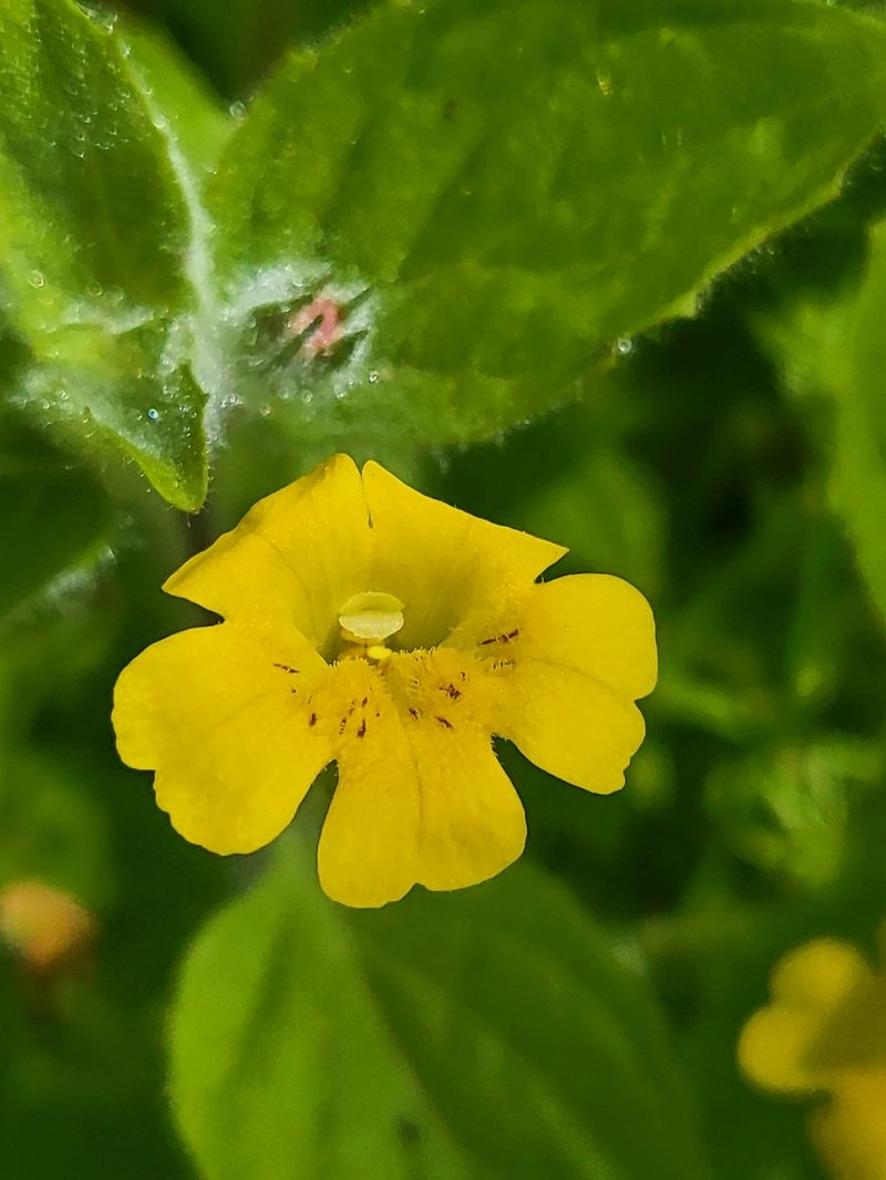 Muskflower