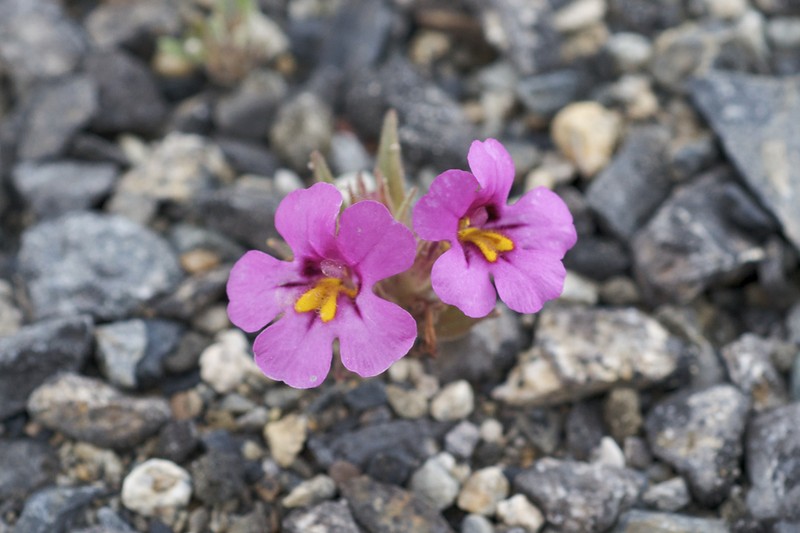 Dwarf Purple Monkeyflower