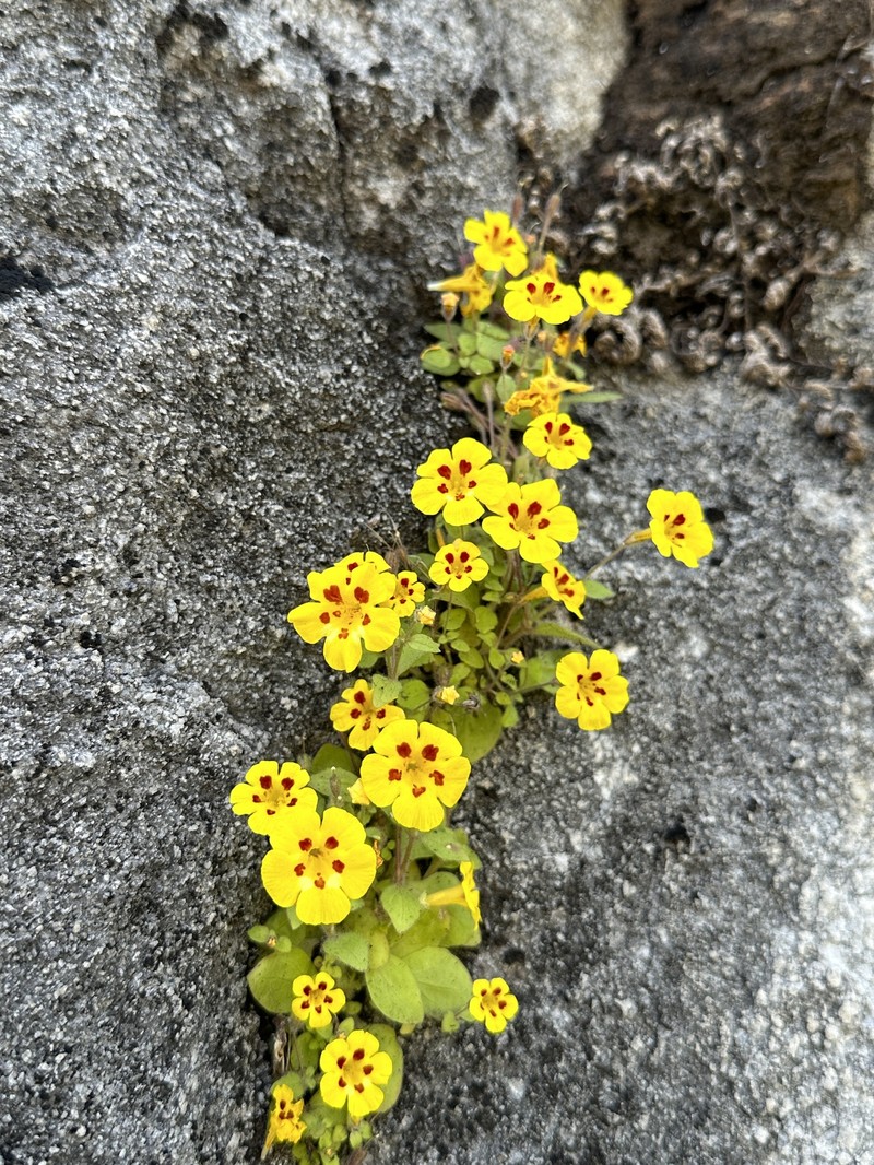 Kaweah Monkeyflower