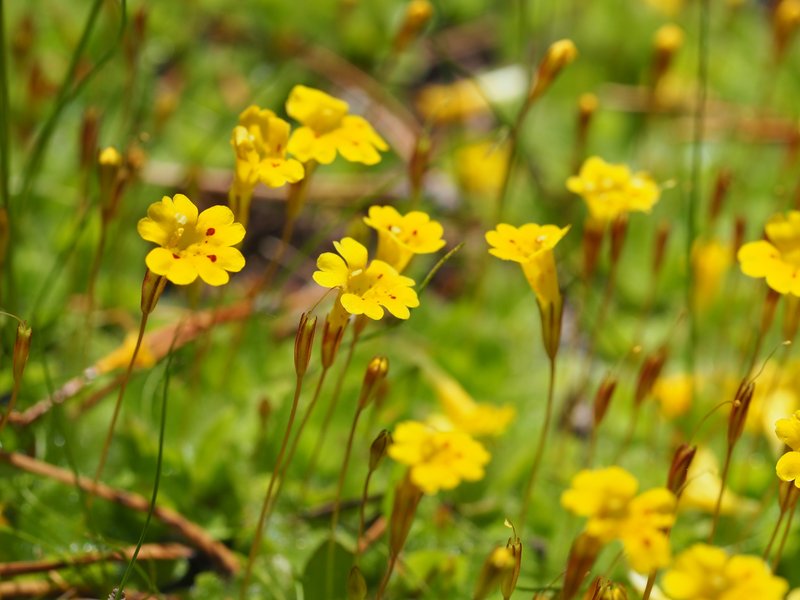 Primrose Monkeyflower