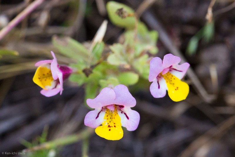 Yellowlip Pansy Monkeyflower
