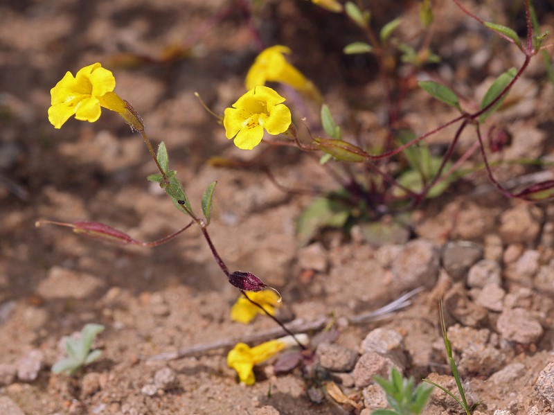 Candelabrum Monkeyflower