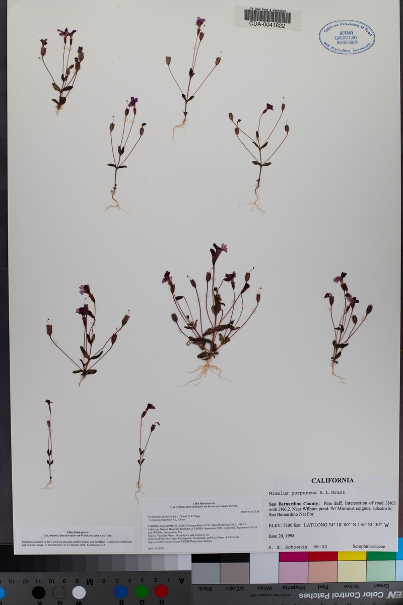 Little Purple Monkeyflower photo 2
