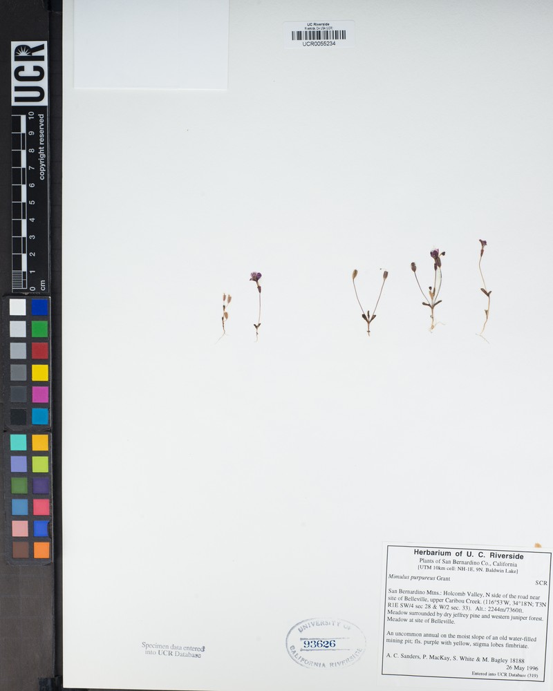 Little Purple Monkeyflower photo 3