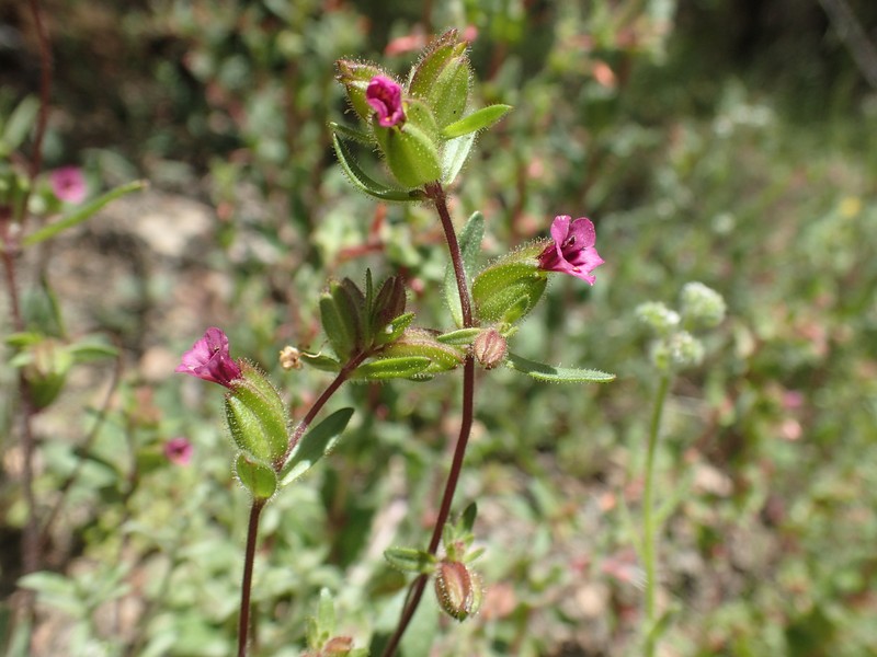 Rattan's Monkeyflower