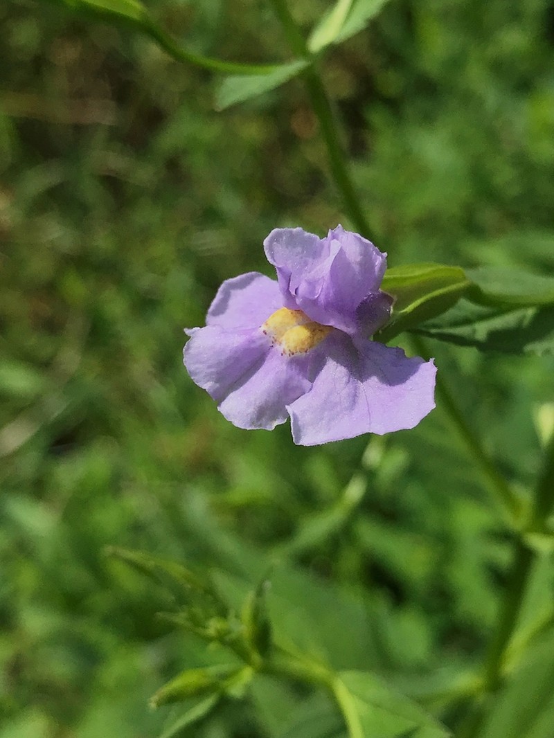 Allegheny Monkeyflower
