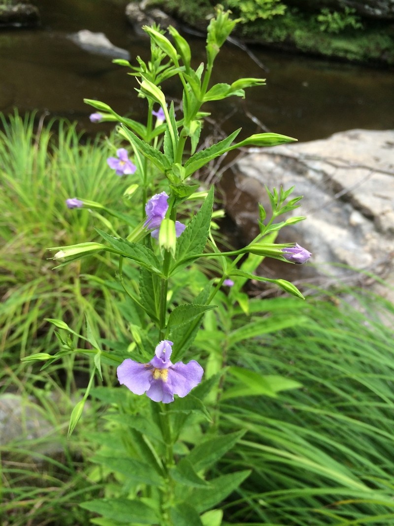 Allegheny Monkeyflower photo 2