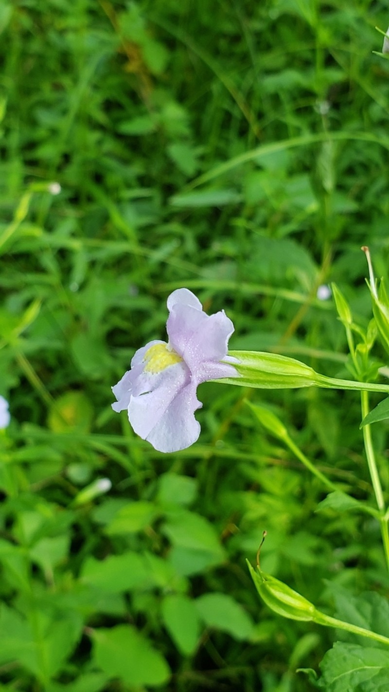 Allegheny Monkeyflower photo 3