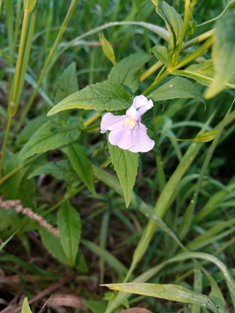 Allegheny Monkeyflower photo 4
