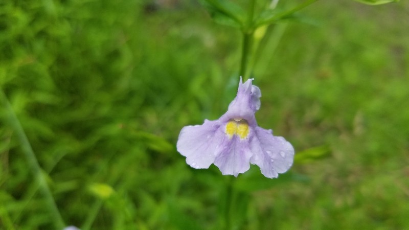 Allegheny Monkeyflower photo 5
