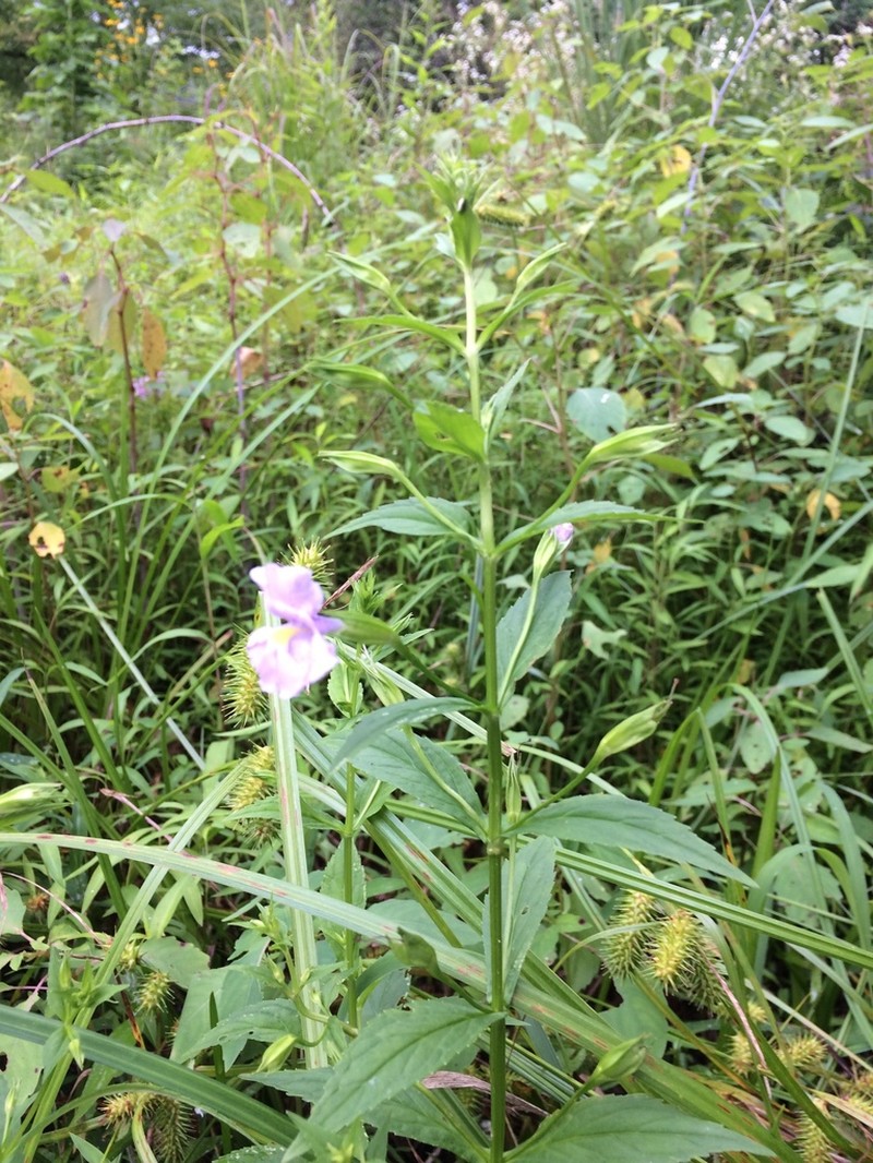 Allegheny Monkeyflower photo 6