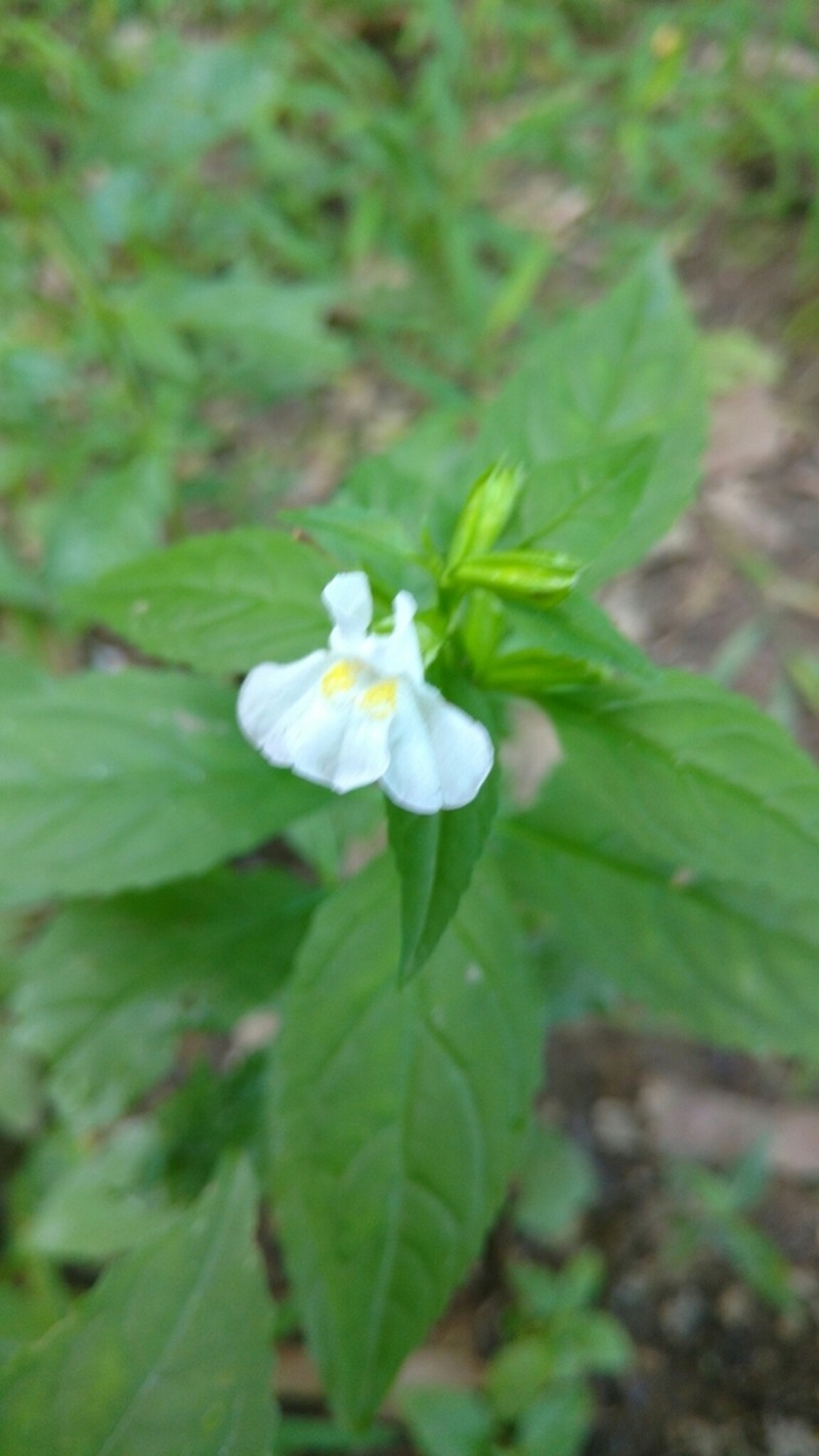 Allegheny Monkeyflower photo 7