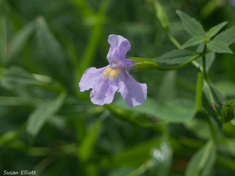 Allegheny Monkeyflower photo 8