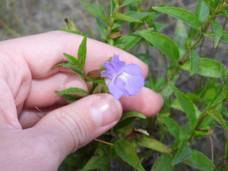 Mimulus ringens var. ringens photo 2