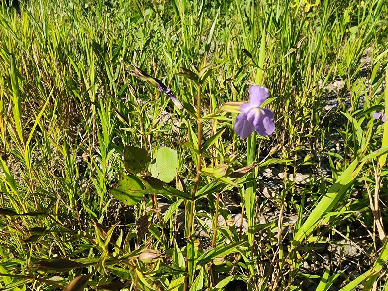 Mimulus ringens var. ringens photo 3
