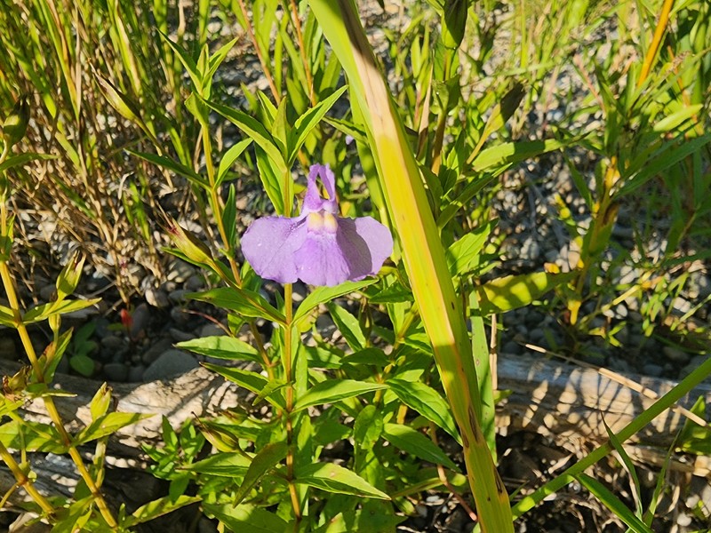 Mimulus ringens var. ringens photo 4