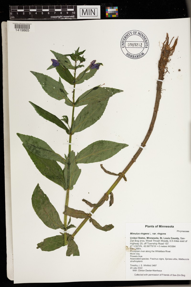 Mimulus ringens var. ringens photo 5