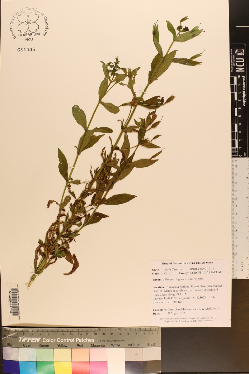 Mimulus ringens var. ringens photo 6