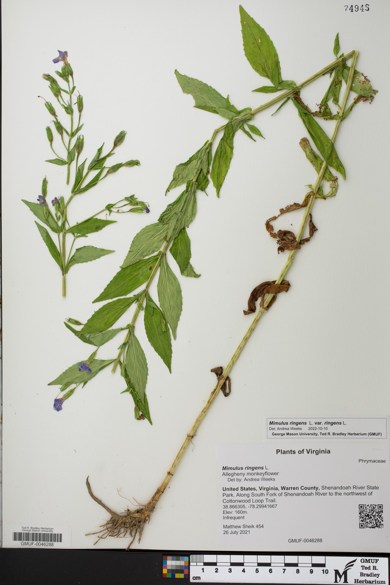 Mimulus ringens var. ringens photo 8