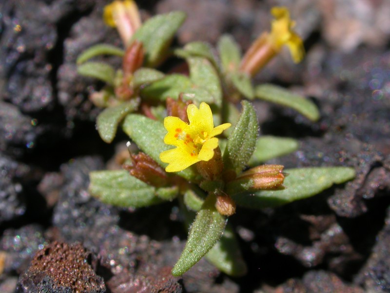 Suksdorf's Monkeyflower