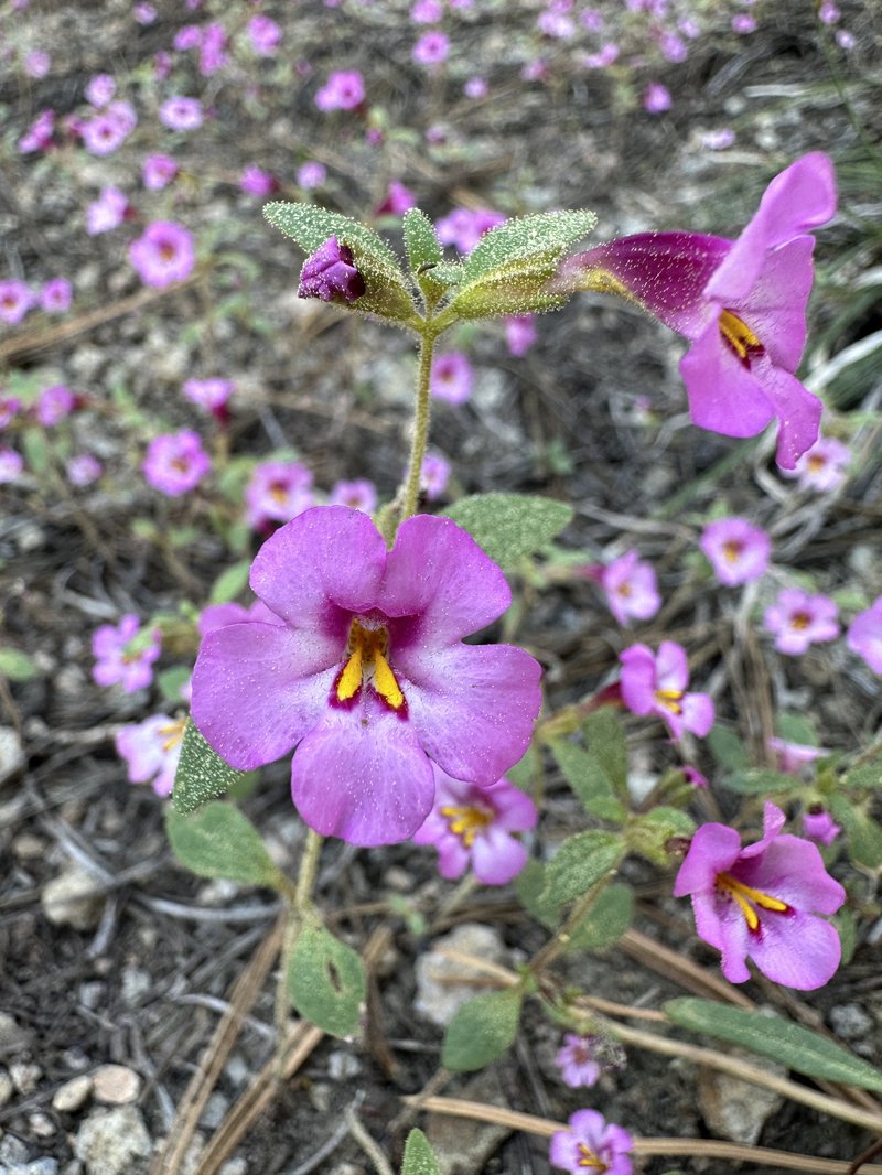Torrey's Monkeyflower