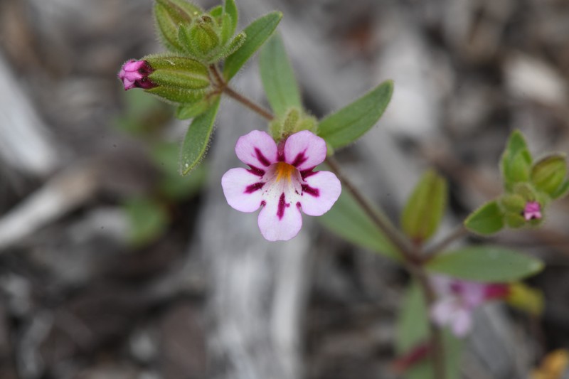 Sticky Monkeyflower