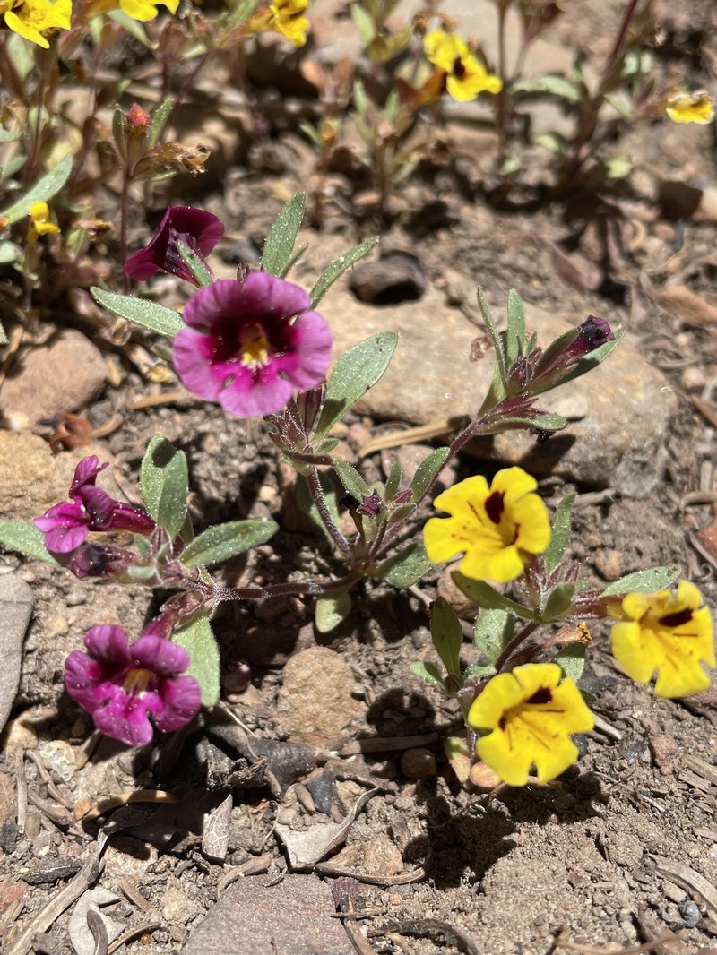 Harlequin Monkeyflower