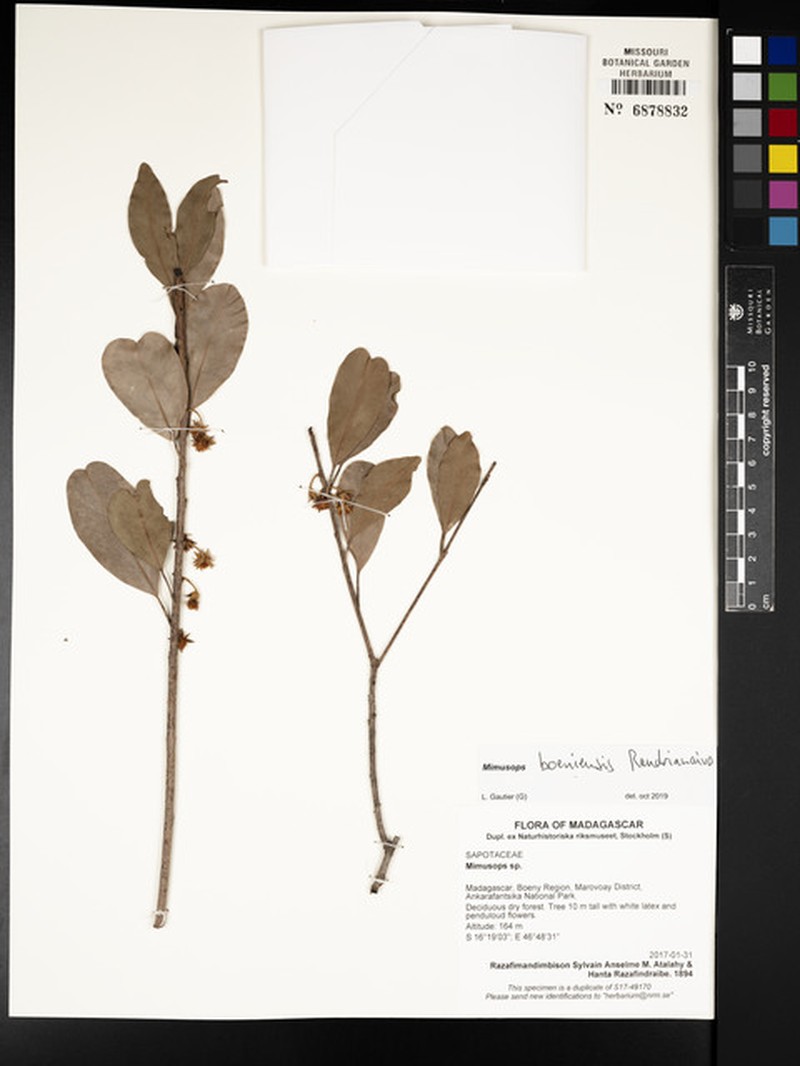 Mimusops boeniensis