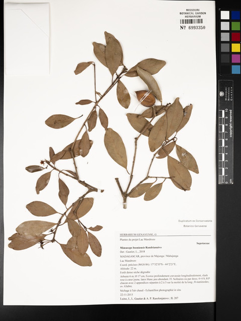 Mimusops boeniensis photo 2