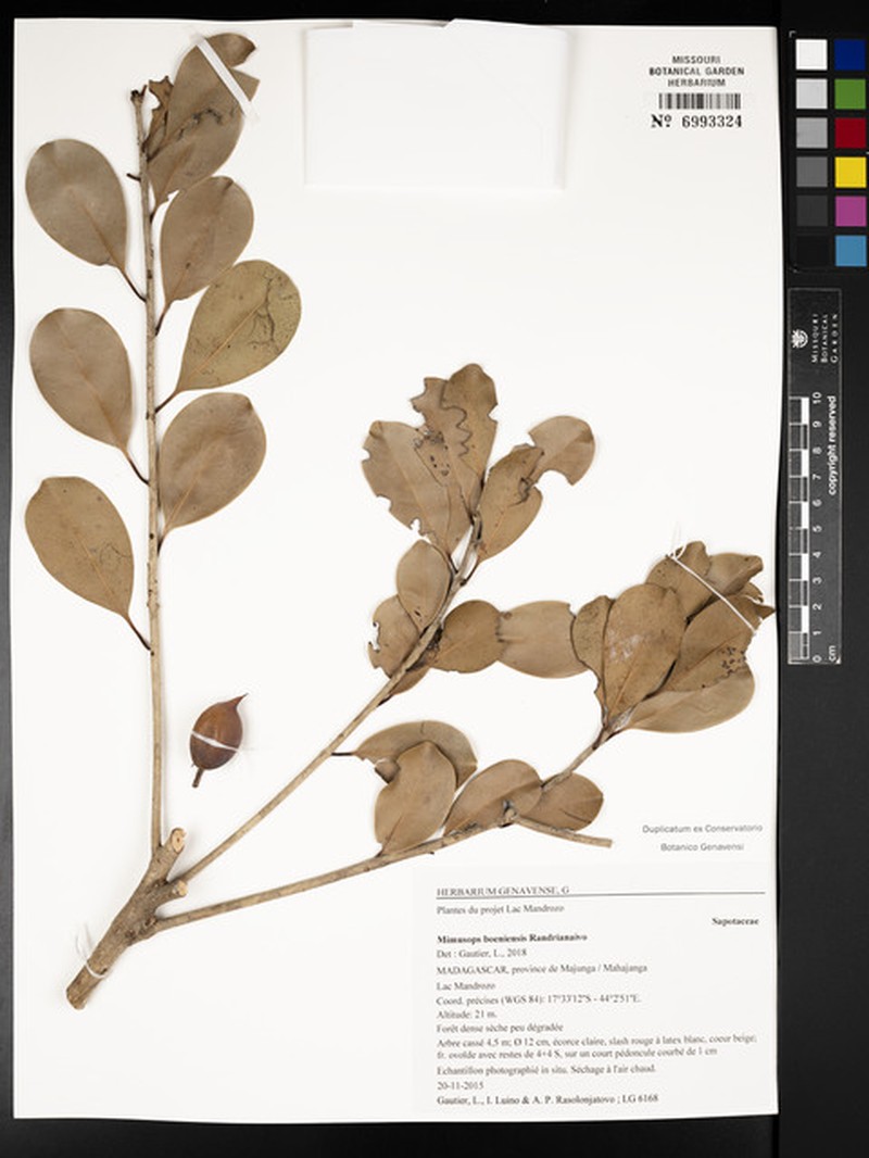 Mimusops boeniensis photo 3