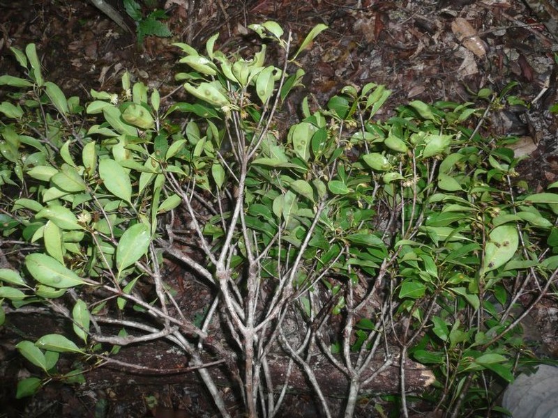 Mimusops boeniensis photo 4