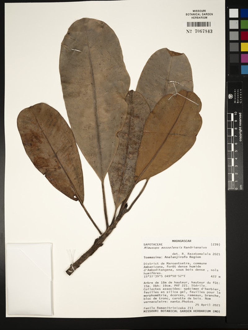 Mimusops masoalensis