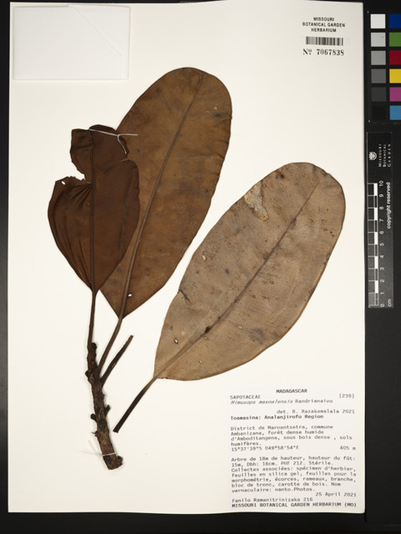 Mimusops masoalensis photo 2