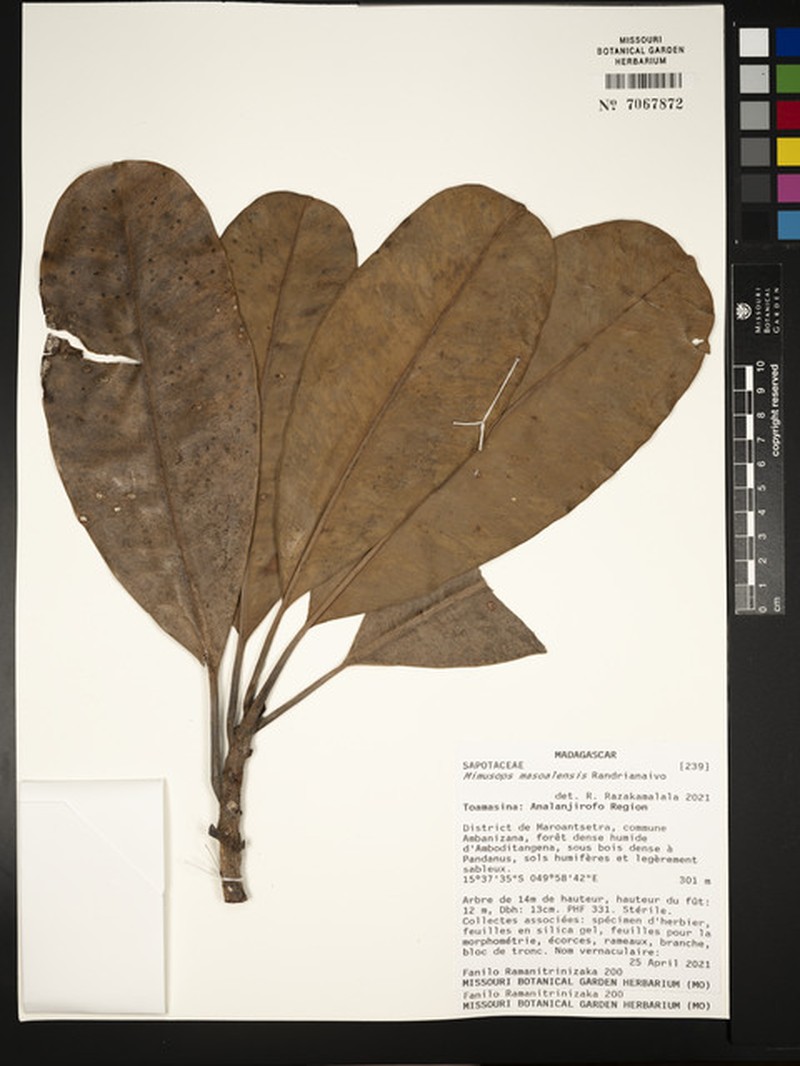 Mimusops masoalensis photo 3