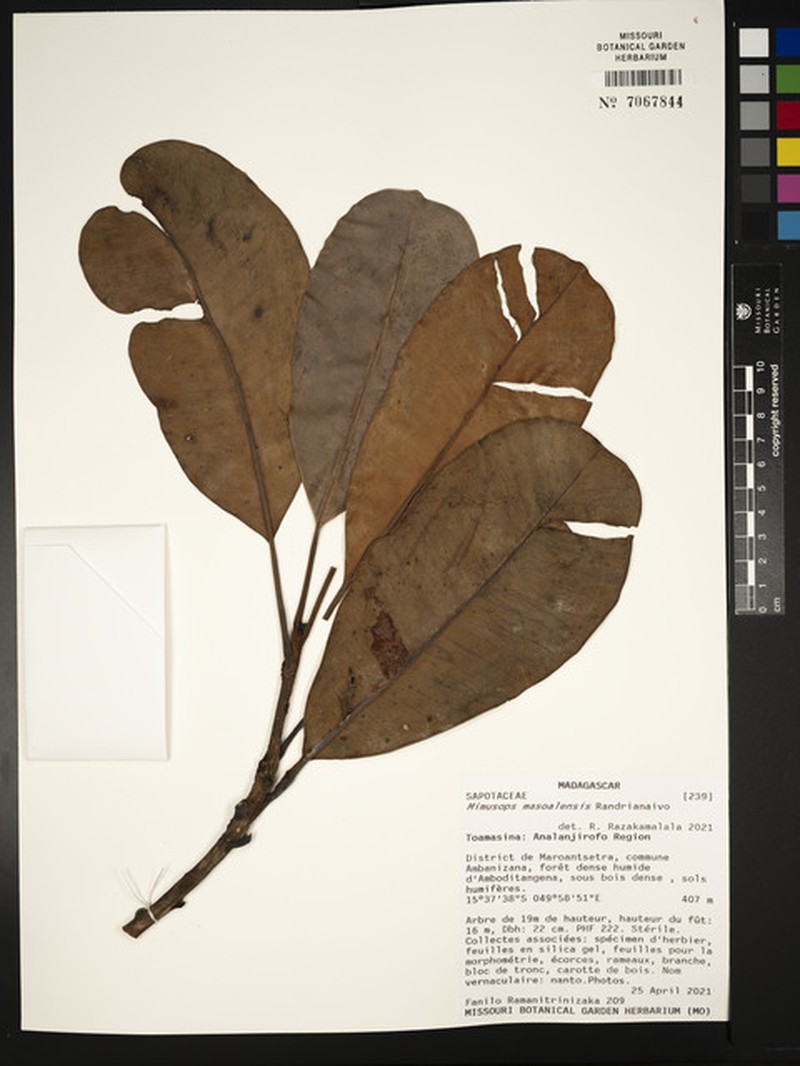Mimusops masoalensis photo 4