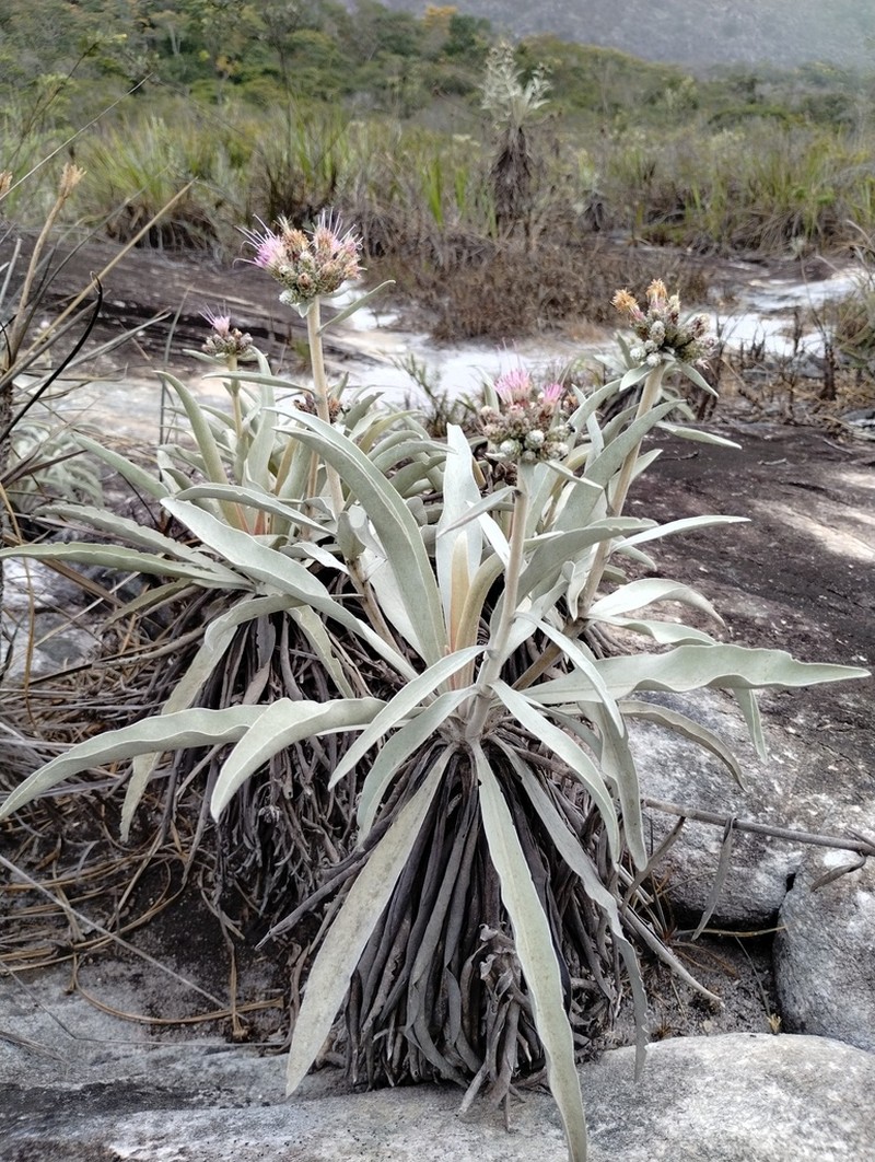 Minasia alpestris
