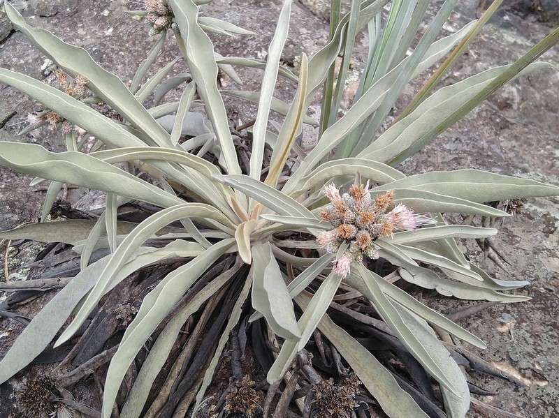 Minasia alpestris photo 2