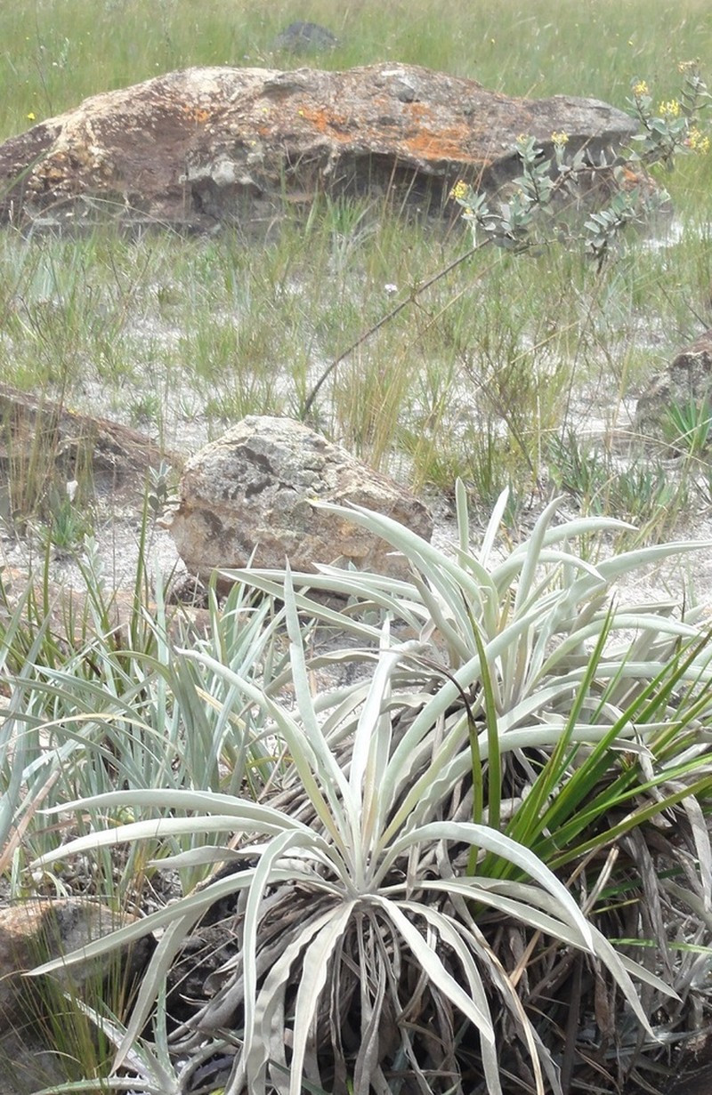 Minasia alpestris photo 3
