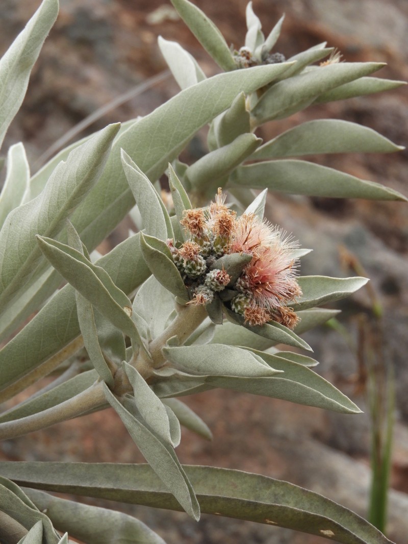 Minasia alpestris photo 4