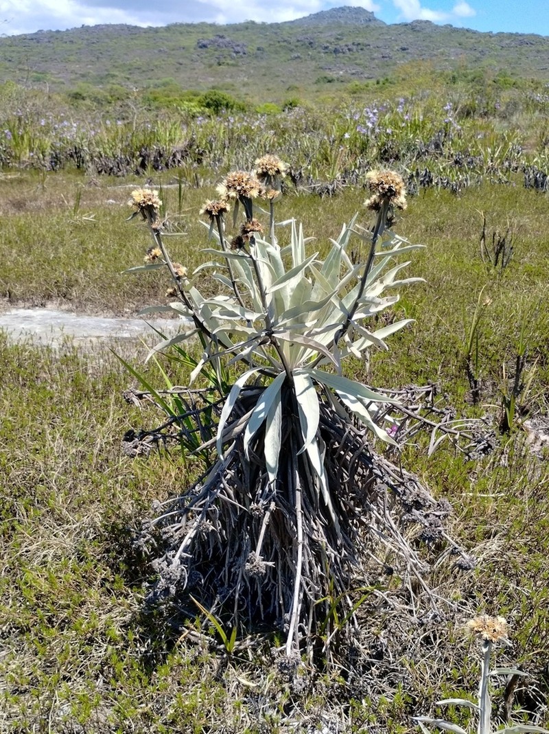 Minasia alpestris photo 5
