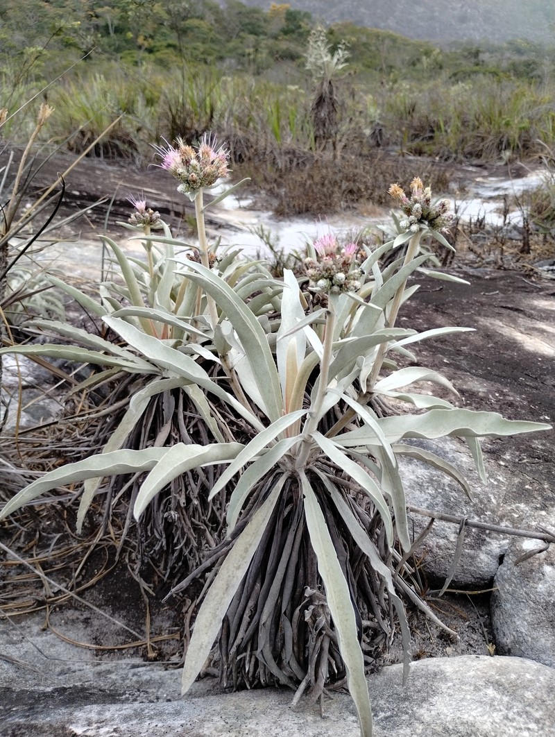 Minasia alpestris photo 6