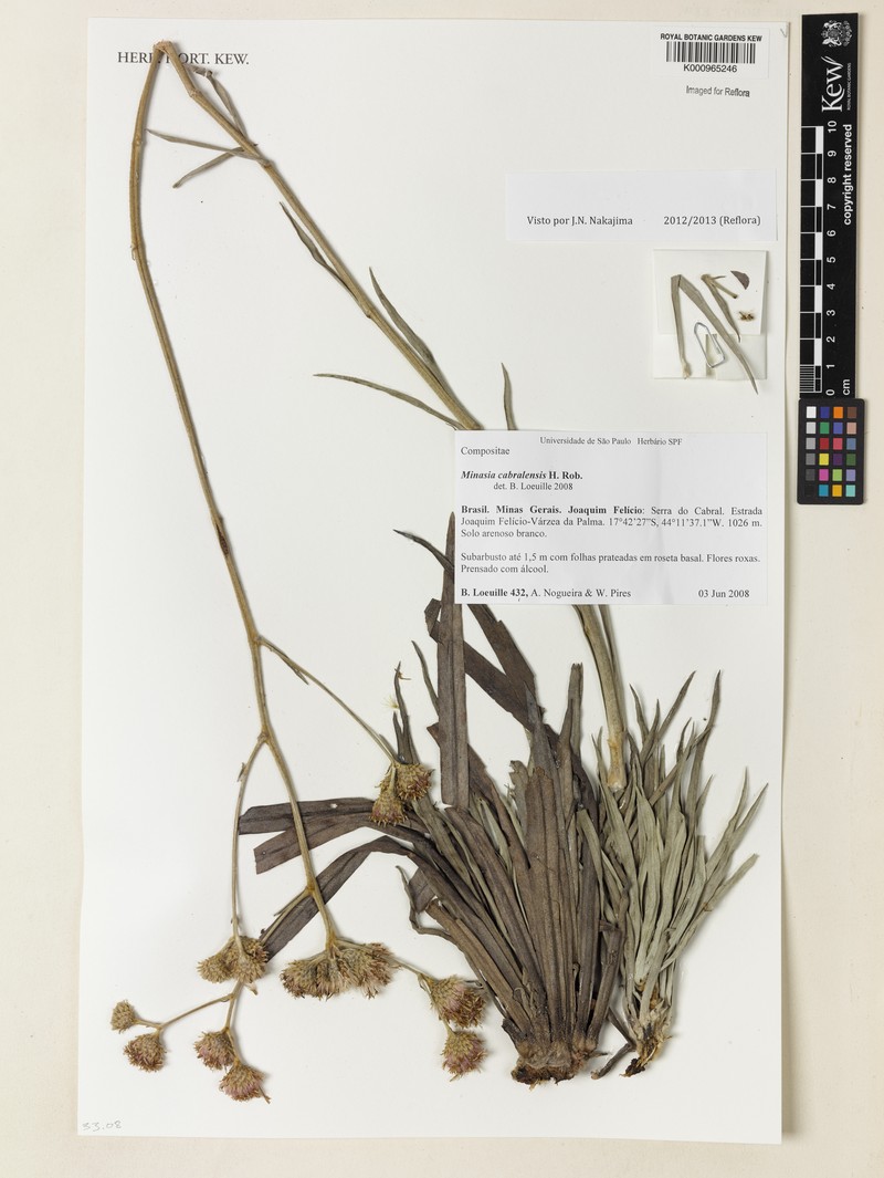 Minasia cabralensis
