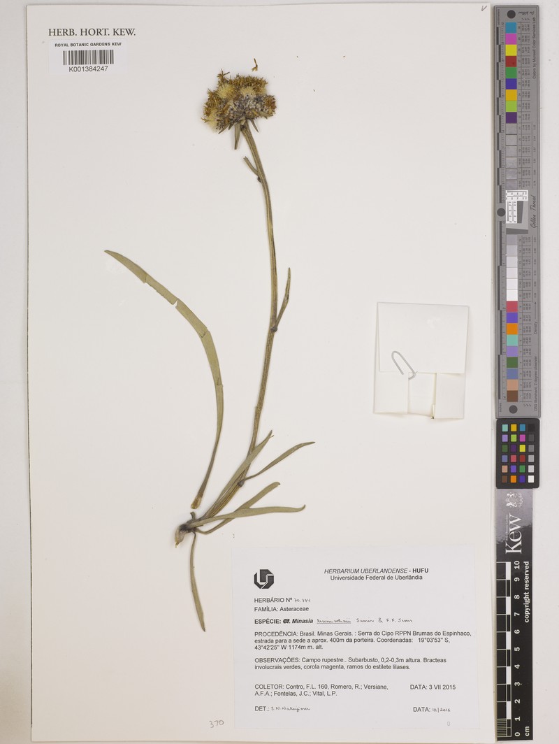 Minasia lewinsohnii