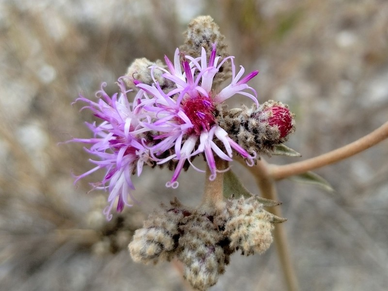 Minasia pereirae photo 3
