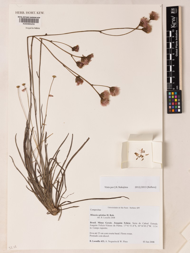 Minasia splettiae