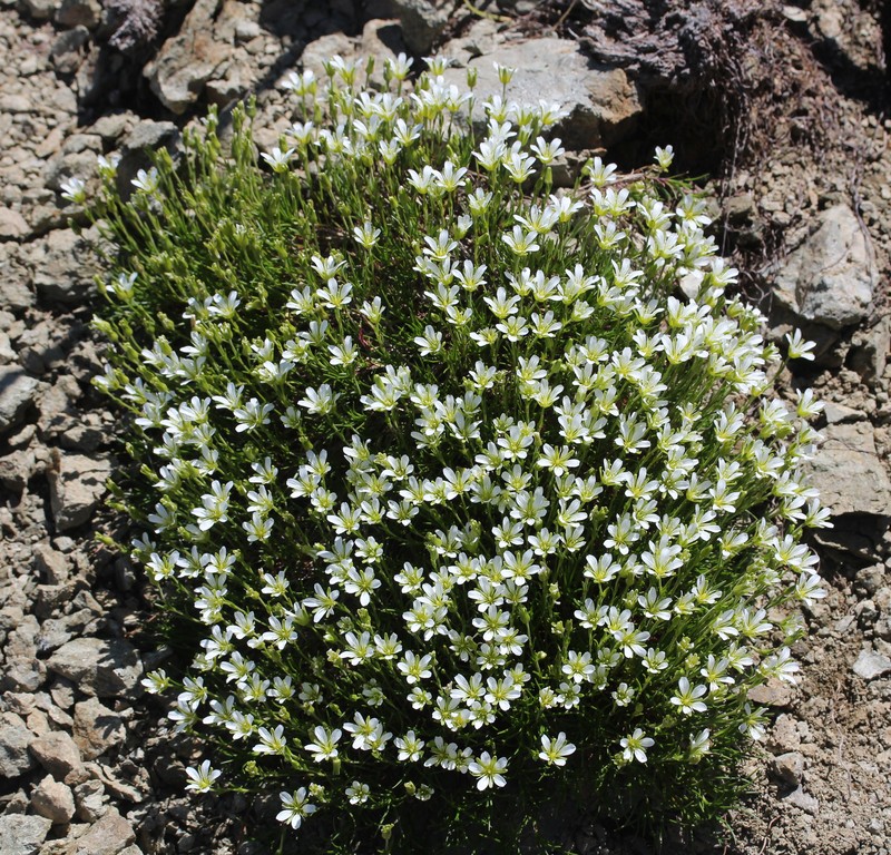 Arctic Stitchwort