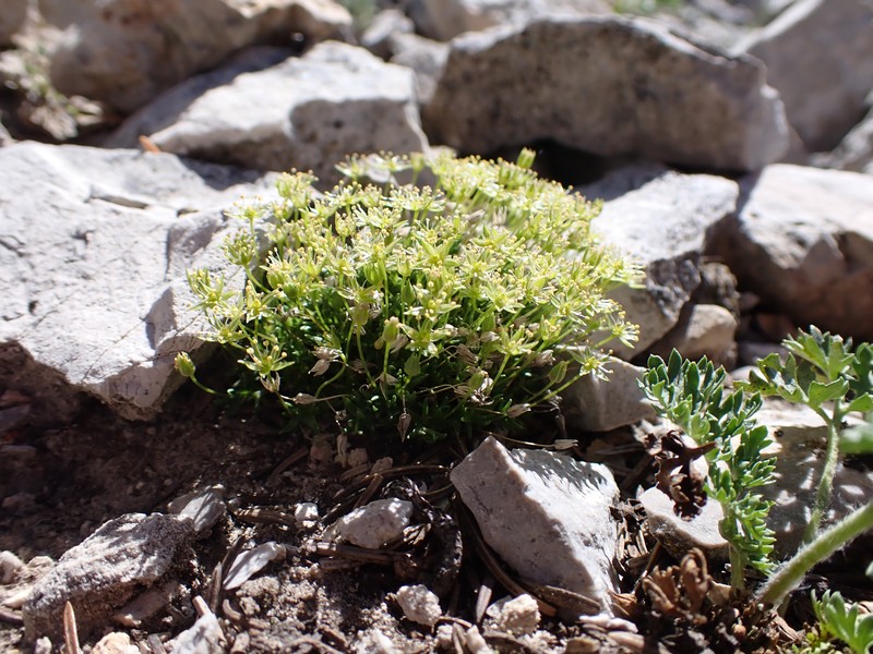 Columbian Stitchwort