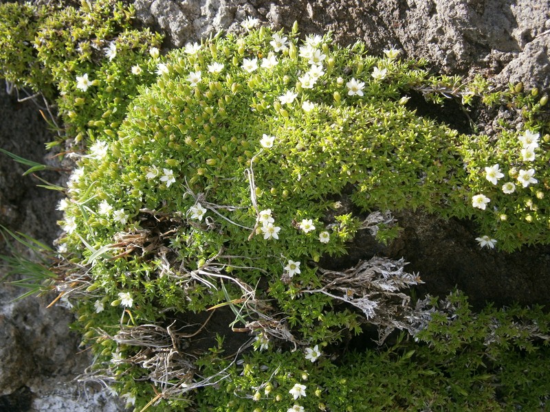 Mountain Stitchwort