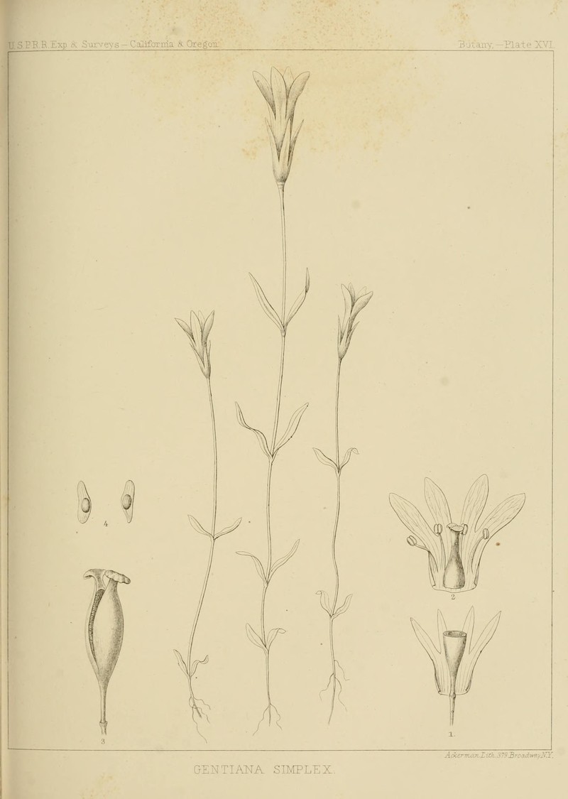 California Sandwort