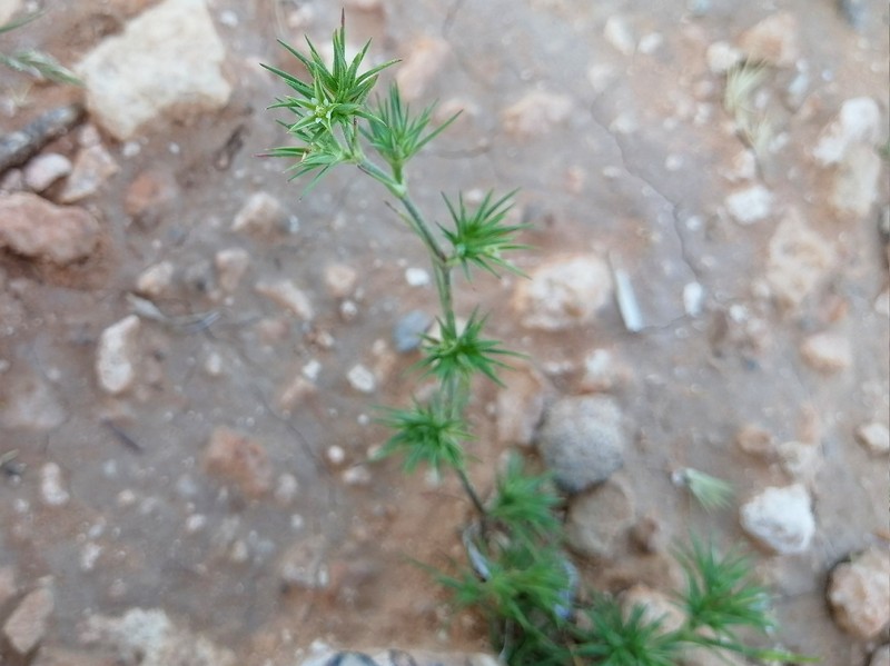 Minuartia campestris subsp. squarrosa